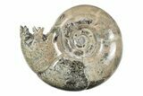 Polished, Sutured Ammonite (Argonauticeras) Fossil - Madagascar #246222-1